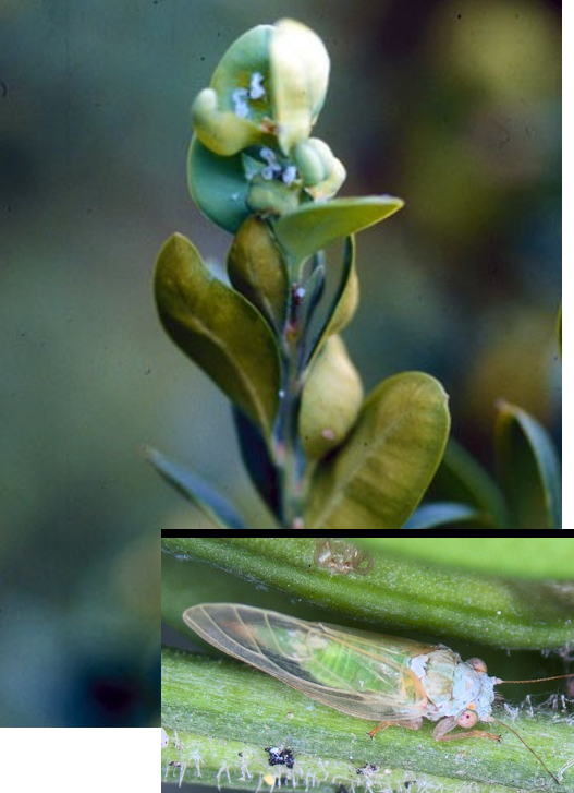 Close-up of cupped and distorted new boxwood leaves caused by boxwood psyllid feeding; inset shows an adult psyllid, a small pale green insect with clear wings, resting along a green stem.